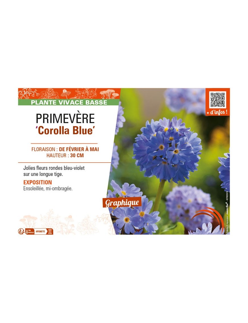 PRIMULA denticulata Corolla Blue voir PRIMEVÈRE