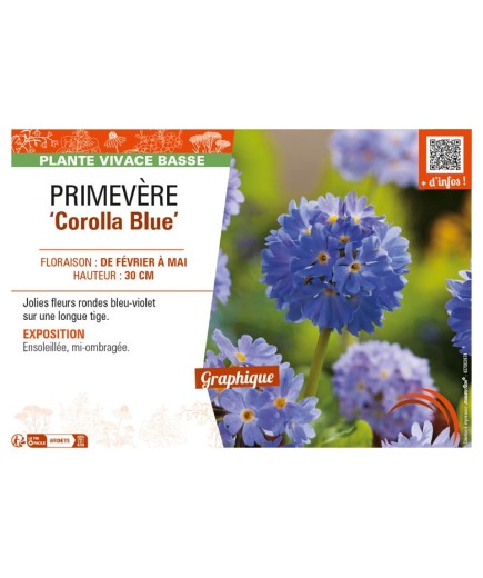 PRIMULA denticulata Corolla Blue voir PRIMEVÈRE