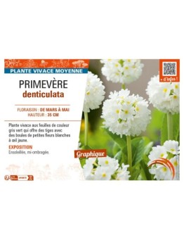 PRIMULA denticulata voir PRIMEVÈRE