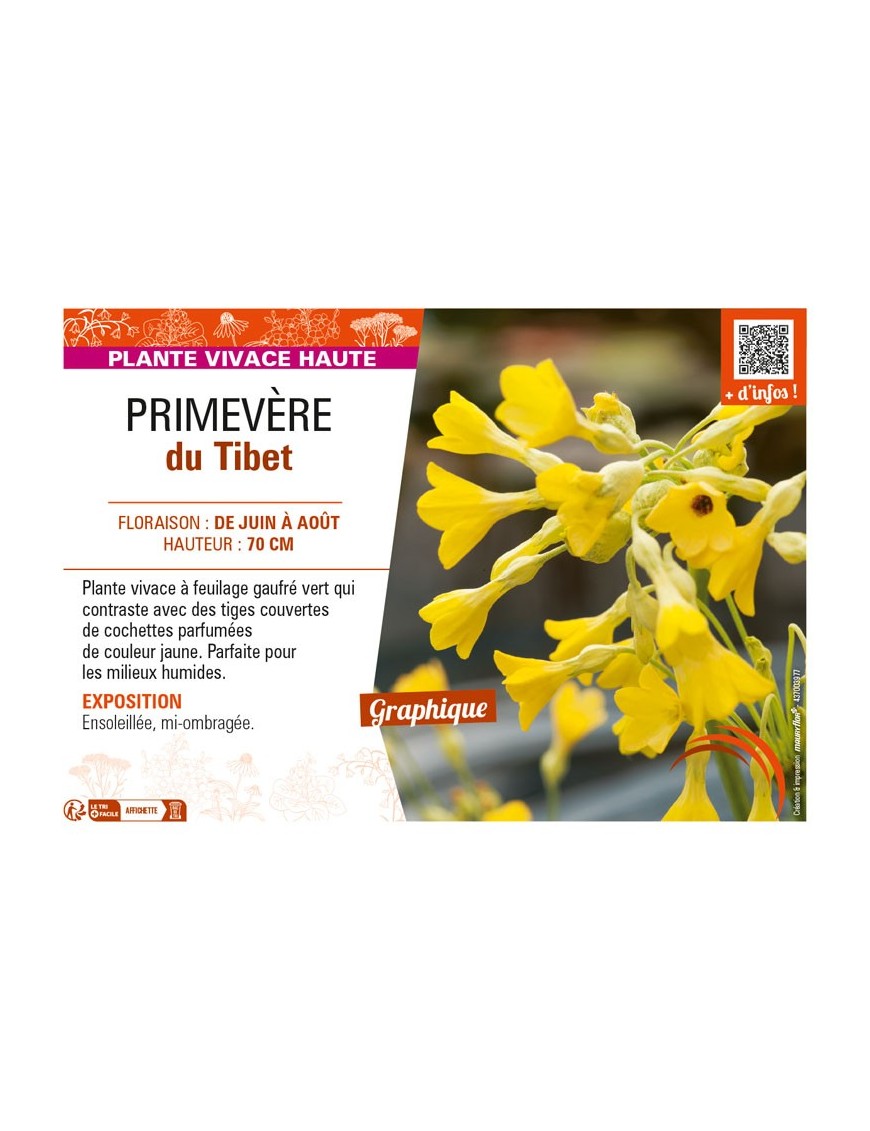 PRIMULA florindae voir PRIMEVÈRE du Tibet