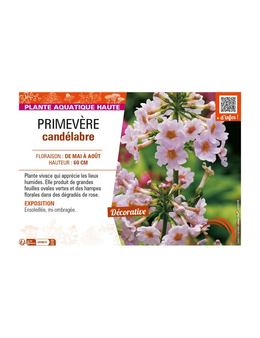PRIMULA japonica voir PRIMEVÈRE candélabre