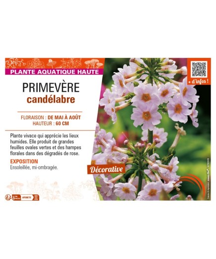 PRIMULA japonica voir PRIMEVÈRE candélabre