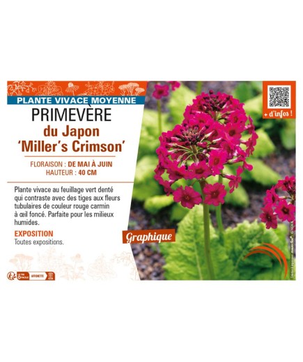 PRIMULA japonica Miller's Crimson voir PRIMEVÈRE du Japon