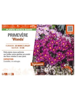 PRIMULA juliae Wanda voir PRIMEVÈRE
