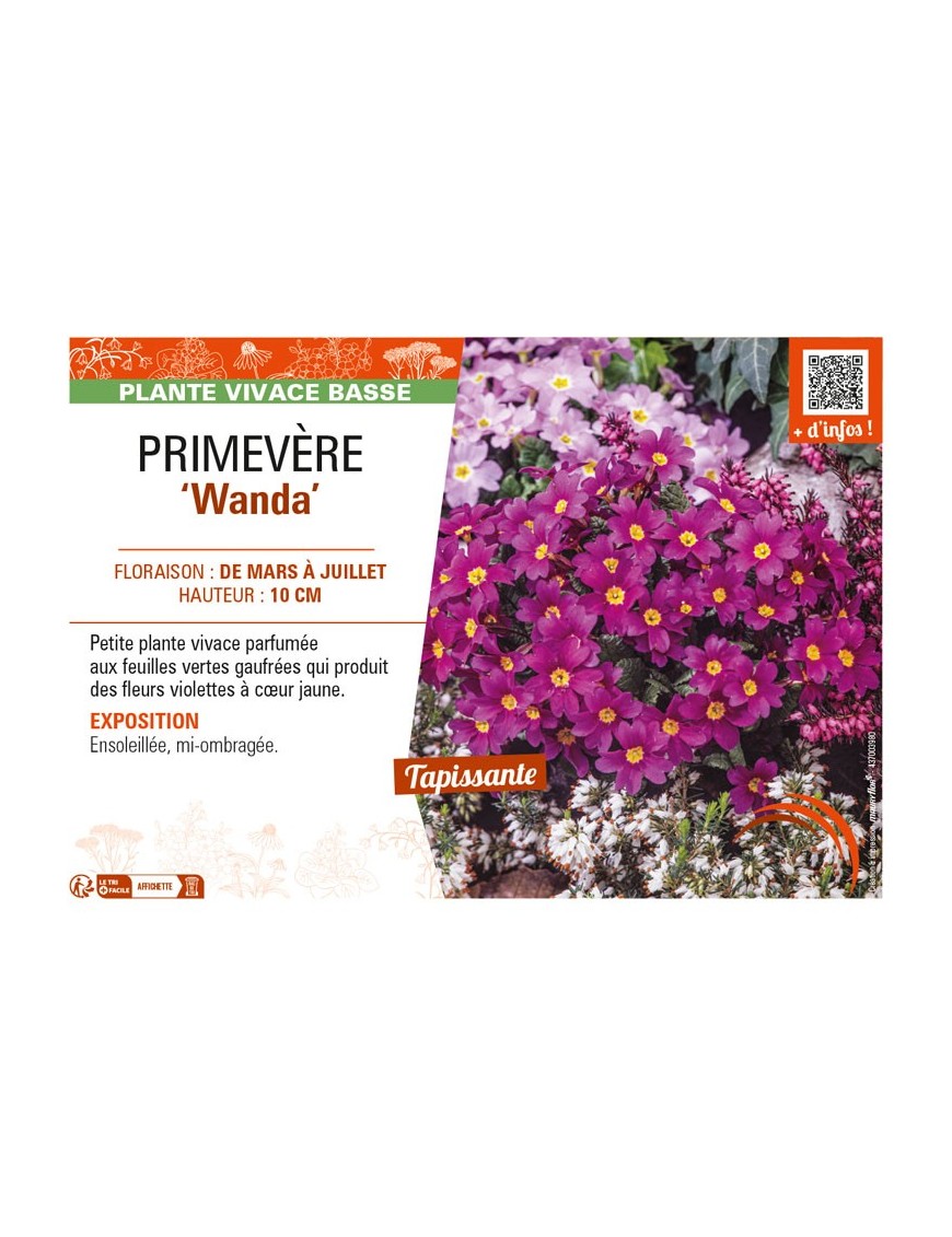 PRIMULA juliae Wanda voir PRIMEVÈRE