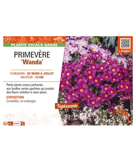 PRIMULA juliae Wanda voir PRIMEVÈRE