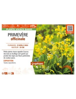 PRIMULA veris voir PRIMEVÈRE officinale