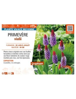 PRIMULA vialii voir PRIMEVÈRE