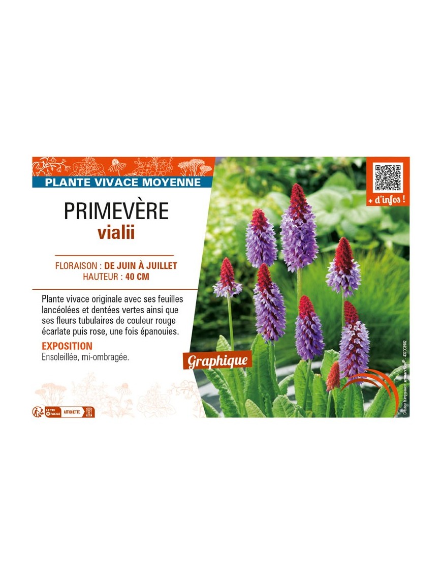 PRIMULA vialii voir PRIMEVÈRE