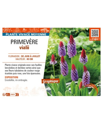 PRIMULA vialii voir PRIMEVÈRE