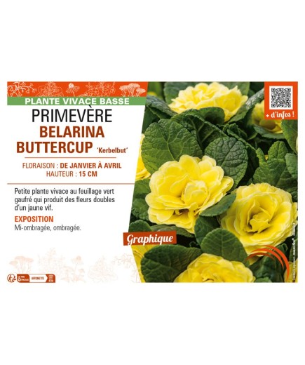 PRIMULA vulgaris BELARINA BUTTERCUP Kerbelbut voir PRIMEVÈRE