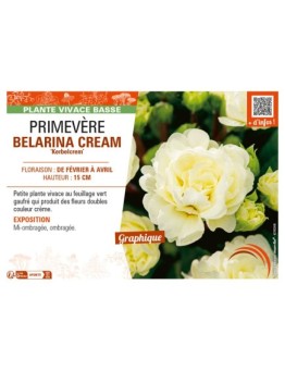 PRIMULA vulgaris BELARINA CREAM Kerbelcrem voir PRIMEVÈRE