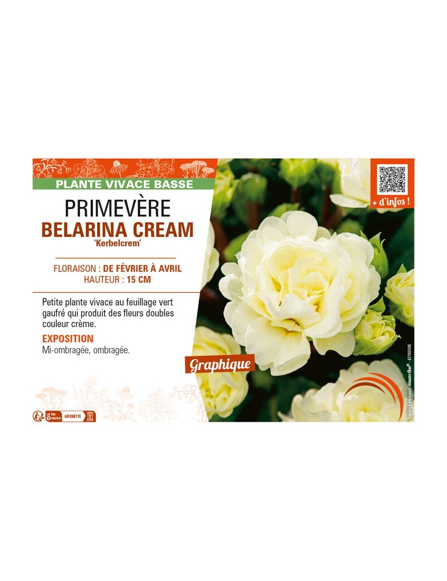 PRIMULA vulgaris BELARINA CREAM Kerbelcrem voir PRIMEVÈRE