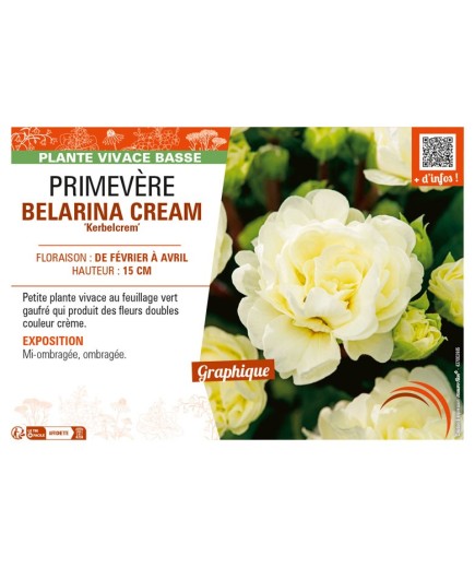 PRIMULA vulgaris BELARINA CREAM Kerbelcrem voir PRIMEVÈRE