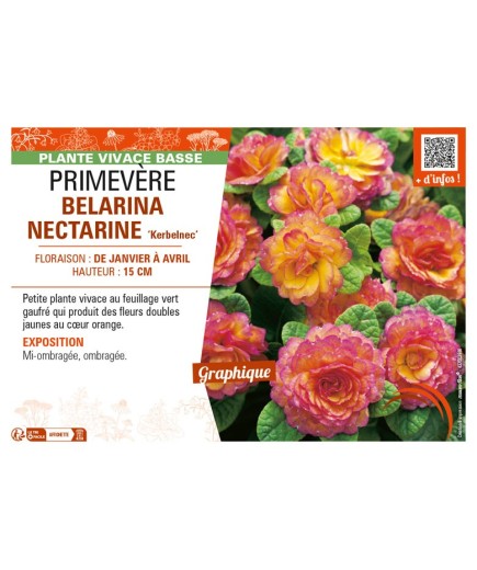 PRIMULA vulgaris BELARINA NECTARINE Kerbelnec voir PRIMEVÈRE