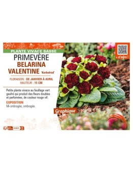 PRIMULA vulgaris BELARINA VALENTINE Kerbelred voir PRIMEVÈRE