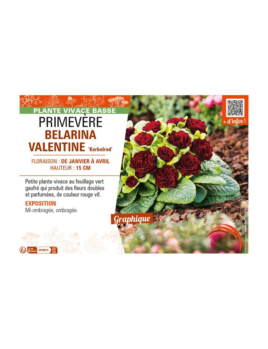 PRIMULA vulgaris BELARINA VALENTINE Kerbelred voir PRIMEVÈRE