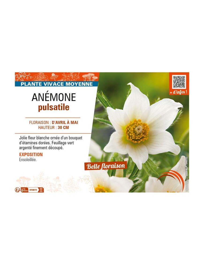PULSATILLA vulgaris voir ANÉMONE pulsatille (blanc)