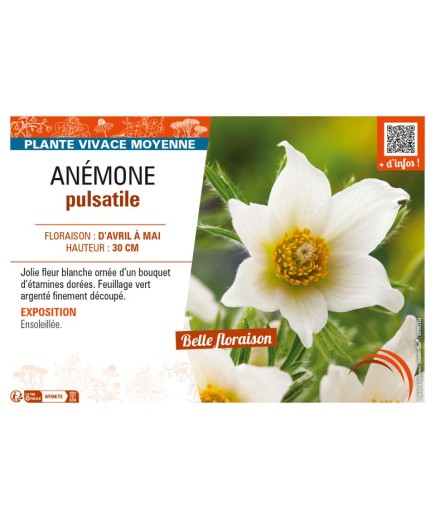 PULSATILLA vulgaris voir ANÉMONE pulsatille (blanc)
