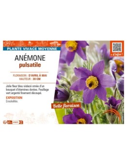 PULSATILLA vulgaris voir ANÉMONE pulsatille (bleu violacé)