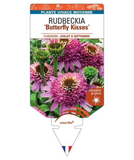 ECHINACEA purpurea Butterfly Kisses voir Rudbeckia