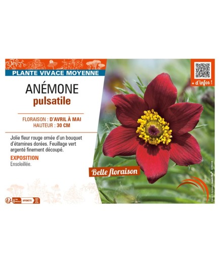 PULSATILLA vulgaris voir ANÉMONE pulsatille (rouge)