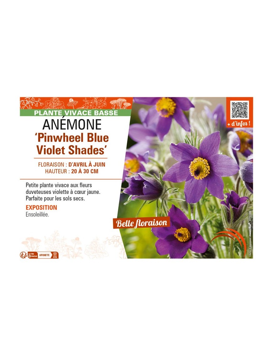 PULSATILLA vulgaris Pinwheel Blue Violet Shades voir ANÉMONE