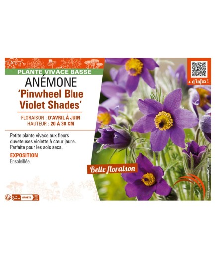 PULSATILLA vulgaris Pinwheel Blue Violet Shades voir ANÉMONE