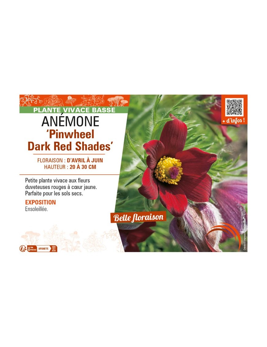 PULSATILLA vulgaris Pinwheel Dark Red Shades voir ANÉMONE