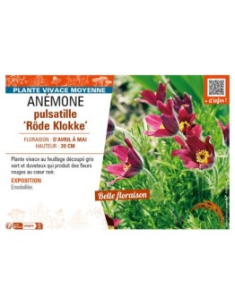PULSATILLA vulgaris Röde Klokke voir ANÉMONE pulsatille