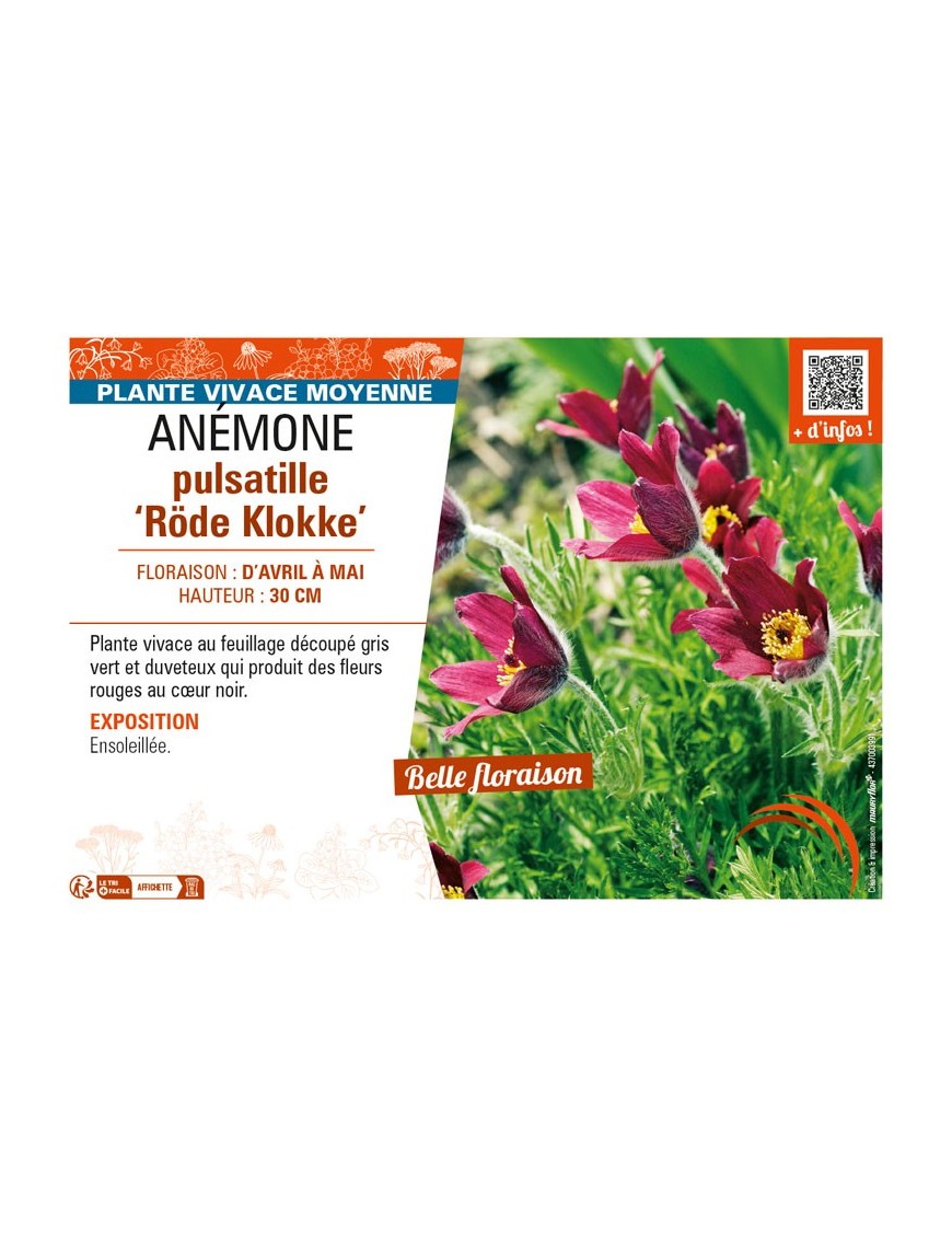 PULSATILLA vulgaris Röde Klokke voir ANÉMONE pulsatille
