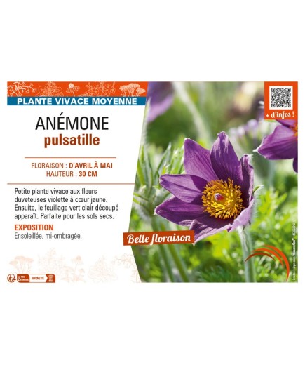 PULSATILLA vulgaris voir ANÉMONE pulsatille