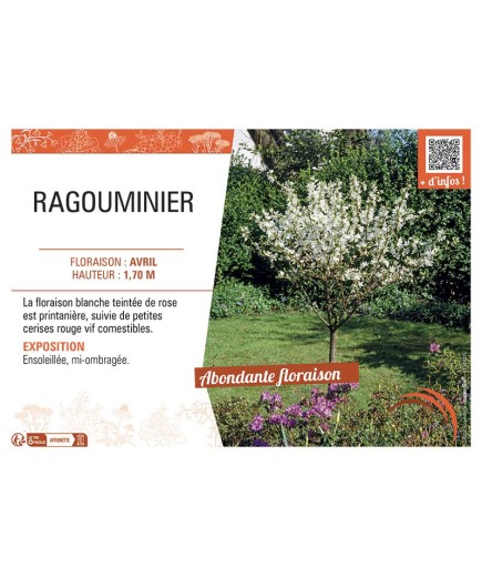 RAGOUMINIER