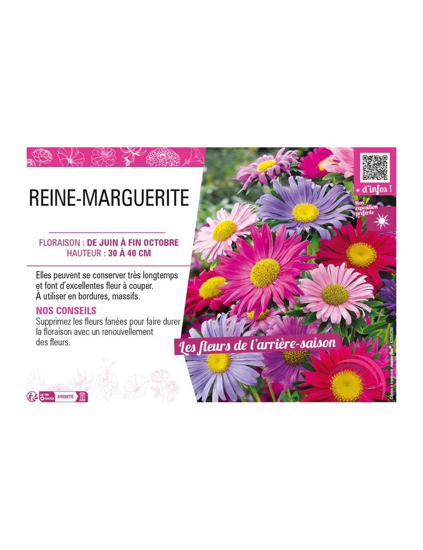 REINE-MARGUERITE (NAINE)