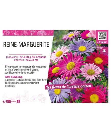 REINE-MARGUERITE (NAINE)