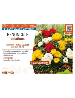 RENONCULE ASIATICUS (varié)