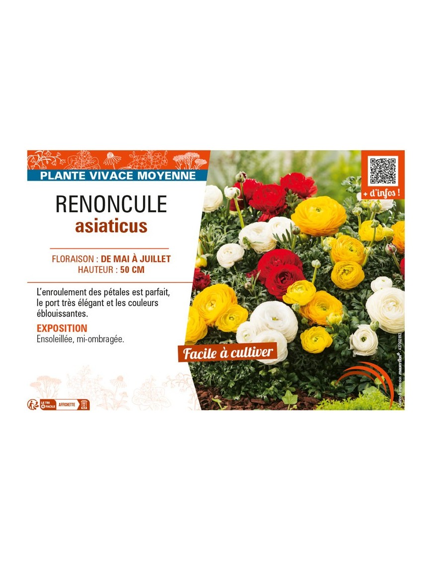 RENONCULE ASIATICUS (varié)