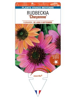 ECHINACEA purpurea Cheyenne voir Rudbeckia