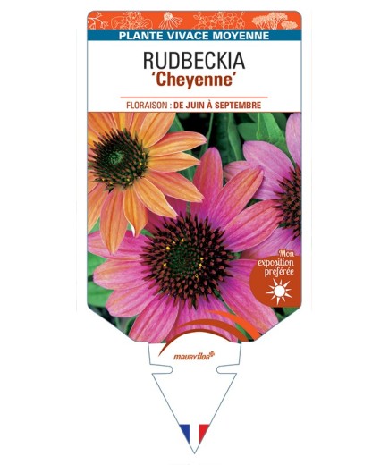ECHINACEA purpurea Cheyenne voir Rudbeckia