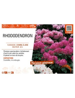 RHODODENDRON