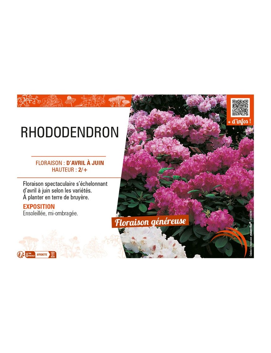 RHODODENDRON