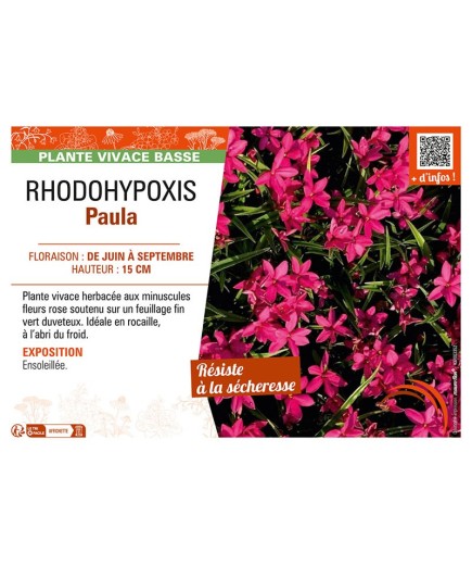 RHODOHYPOXIS PAULA