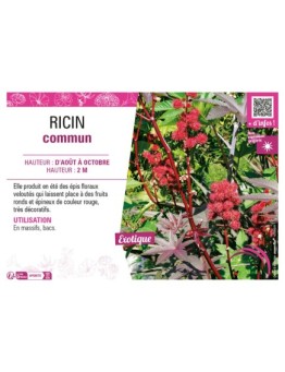 RICIN COMMUN