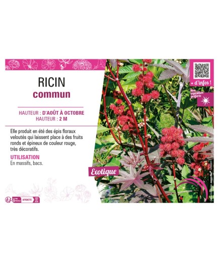 RICIN COMMUN