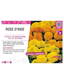 ROSE D'INDE