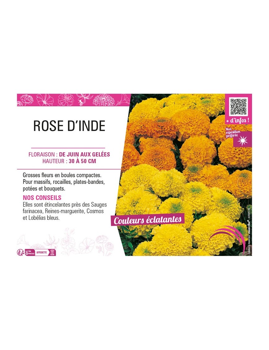 ROSE D'INDE