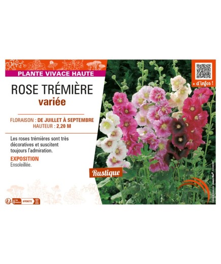 ROSE TRÉMIÈRE (varié)