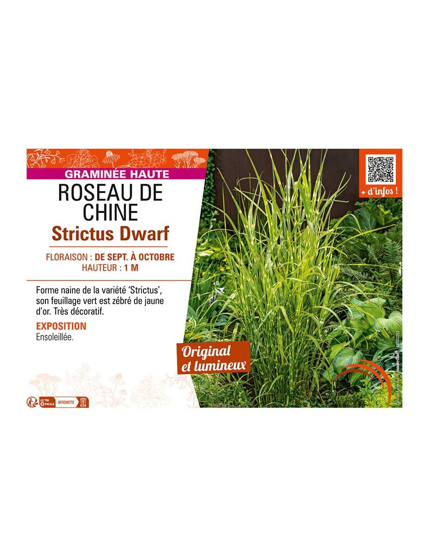 ROSEAU DE CHINE STRICTUS DWARF