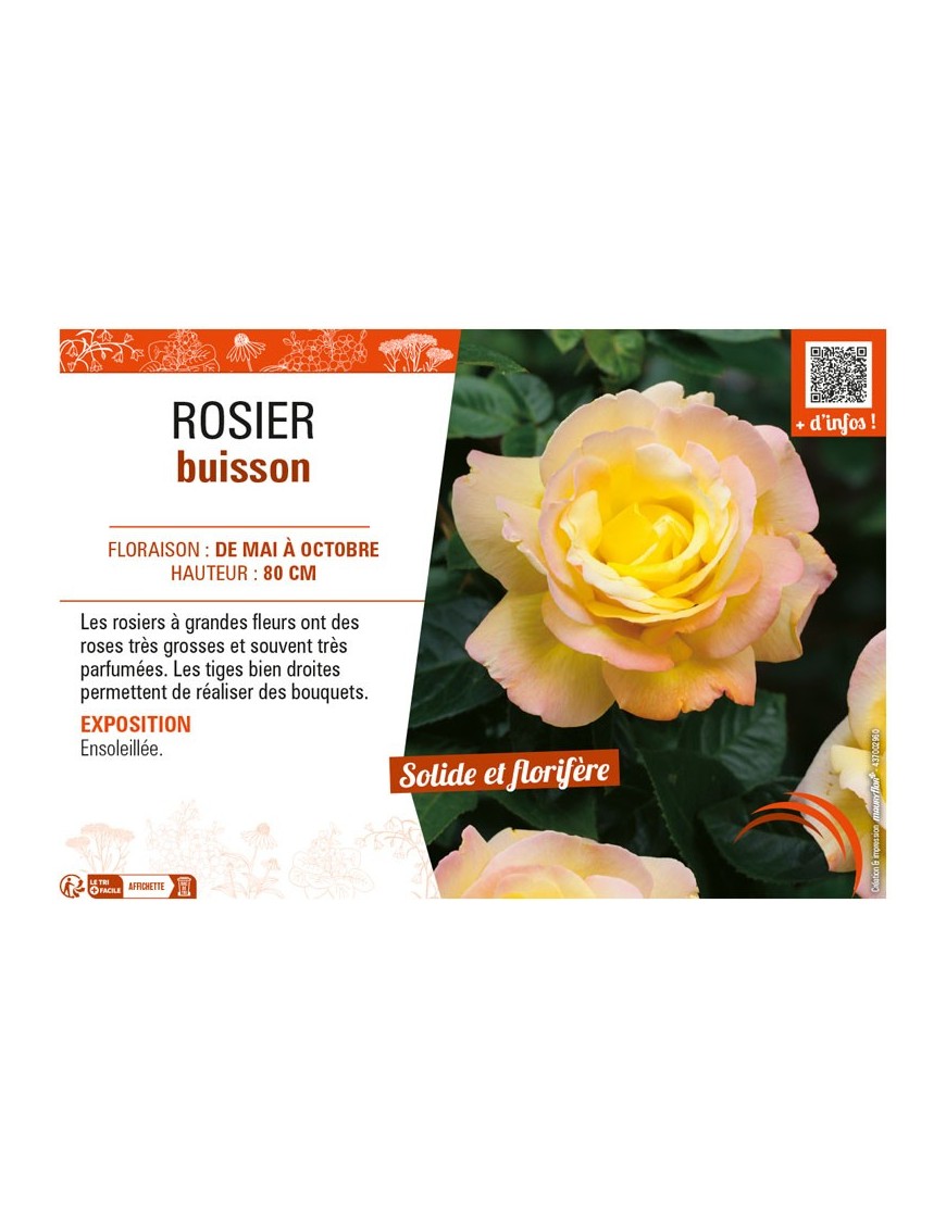 ROSIER BUISSON