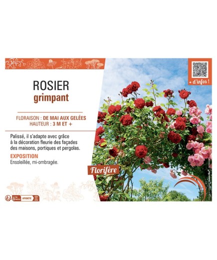 ROSIER GRIMPANT